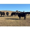 Image 5 : Terry Hines Livestock - 40 Black/BBF Angus X March/April Calving Bred Heifers (Marwayne, AB)