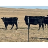 Image 14 : TNT Cattle Co. Ltd. - 500# October Delivery Steer Calves - 95 Head (Manyberries, AB)