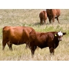 Image 9 : Wilson Grande Coulee Ranch - 650# Sept/Oct Delivery Steer Calves - 52 Head (East Coulee, AB) VBP+