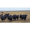 Image 4 : Jim & Ryan Geldreich - 900# March/April Delivery Steers - 68 Head (Bow Island, AB)