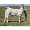 Image 9 : Cody & Brittany Black/Kirby & Cori Black - 525# October Steer Calves - 100 Head (Water Valley, AB)