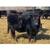 Image 9 : Misty Meadows Ranch - 34 Black Angus X Replacement Heifers (Austin, MB)