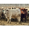 Image 9 : Stahlville Colony - 960# January Delivery Heifers - 81 Head (Rockyford, AB)