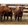 Image 3 : Hillcrest Farming Co. - 780# May Delivery Steers - 78 Head (Dundurn, SK)