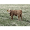 Image 9 : Saddleridge Farming - 640# November Delivery Steers - 100 Head (Rosemary, AB)