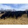Image 2 : Lane Valley Farms - 700# March Delivery Steers - 87 Head (Birtle, MB)