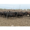Image 5 : Cunningham Cattle Co. - 815# June Delivery Heifers - 140 Head (Rhein, SK)