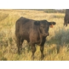 Image 6 : Brad, Kelly & Oliver Deschamps - 590# October Delivery Steer Calves - 100 Head (Patricia, AB)