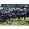 Image 11 : Wunder Farms - 550# October Delivery Steer Calves - 50 Head (Foam Lake, SK)