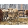 Image 3 : Brandt Boys Beef & Grain - 960# March Delivery Steers - 64 Head (Tolstoi, MB)