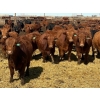 Image 2 : Van Hall Cattle Company Ltd. - 990# April Delivery Steers - 114 Head (Scandia, AB)