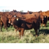 Image 6 : Wade & Frances Tobler - 540# October Delivery Heifer Calves - 50 Head (Patricia, AB)
