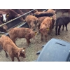 Image 7 : Richard & Wade Sanders - 580# October Delivery Steer Calves - 80 Head (Picture Butte, AB)