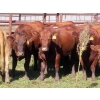 Image 6 : Taylor Enterprises Inc. - 875# October Delivery Grass Heifers - 100 Head (Wawota, SK)