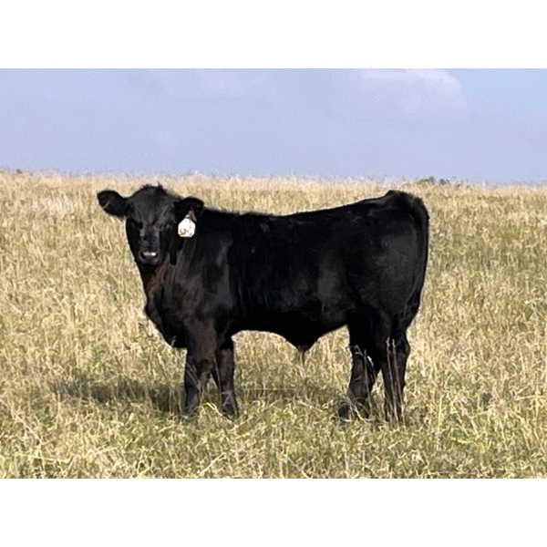 Calberta Farms/McMillin Ranching - 600# November Delivery Steer Calves - 100 Head (Hanna, AB)