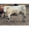 Image 4 : Hegedys Ranching - 1025# June Delivery Heifers - 205 Head (Acme, AB)