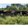 Image 27 : Sheldon Reimer - 940# September Delivery Grass Heifers - 325 Head (Cromer, MB)