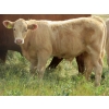 Image 8 : Ernie, Kathy & Kyle Lee - 580# Steer Calves - 90 Head (Hanna, AB)