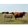 Image 5 : Kokay Farms Ltd. - 685# November Delivery Steer Calves - 120 Head (Rosemary, AB)
