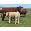 Image 5 : MacMillan Farming Co. - 575# July Delivery Steer Calves - 210 Head (Cayley, AB) VBP+