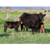 Image 6 : Knapp Farms - 500# November Delivery Heifer Calves - 100 Head (Southey, SK)