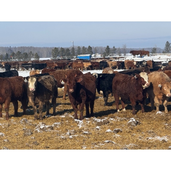 Lobstick Land & Livestock - 1025# September Delivery Grass Heifers - 420 Head (Niton Junction, AB)
