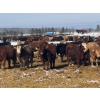 Image 1 : Lobstick Land & Livestock - 1025# September Delivery Grass Heifers - 420 Head (Niton Junction, AB)