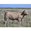 Image 6 : Johnston Ranches - 600# October Delivery Heifer Calves - 68 Head (Cereal, AB)
