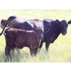 Image 3 : Tica Holdings Ltd. - 575# Nov/Dec Delivery Steer Calves - 105 Head (Radville, SK)