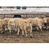 Image 5 : Jeff & Jenise Robertson - 720# February Weaned Steers - 85 Head (Gainford, AB)