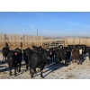 Image 8 : Cattlewood Farms Ltd. - 780# February Delivery Heifers - 156 Head (Vauxhall, AB)