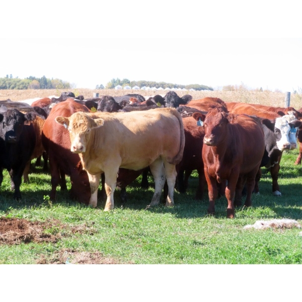 Diamond C Farms - 870# October Delivery Grass Heifers - 115 Head (Roblin, MB)
