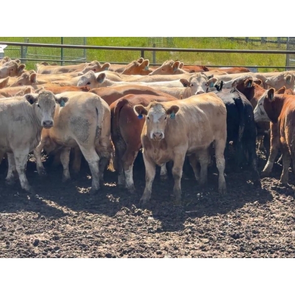 Cattle View Ranch - 1100# November Delivery Grass Heifers - 170 Head (Westerose, AB)