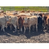 Image 1 : Cattle View Ranch - 1100# November Delivery Grass Heifers - 170 Head (Westerose, AB)