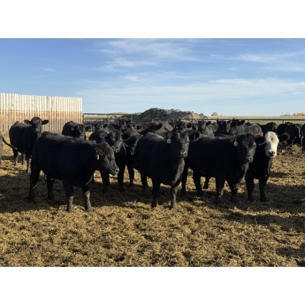 Edgar's Custom Farming Ltd. - 1060# October Delivery Heifers - 342 Head (Elkhorn, MB)