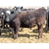 Image 3 : A&S Farms - 30 BBF Replacement Heifers (Coaldale, AB)