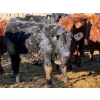 Image 4 : Sand Creek Enterprises - 900# January Delivery Steers - 55 Head (Rosemary, AB)