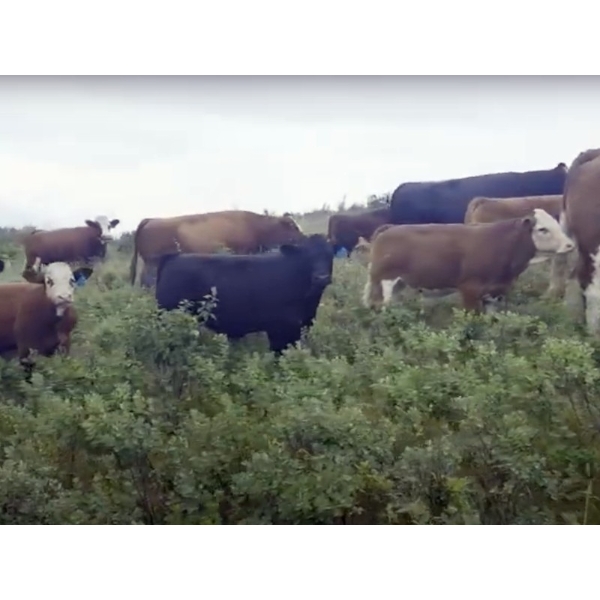 KG Land & Cattle - 790# October Delivery Steer Calves - 80 Head (Stettler, AB)