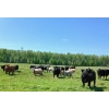 Image 5 : Cluny Colony - 815# October Delivery Weaned Steers - 70 Head (Cluny, AB)