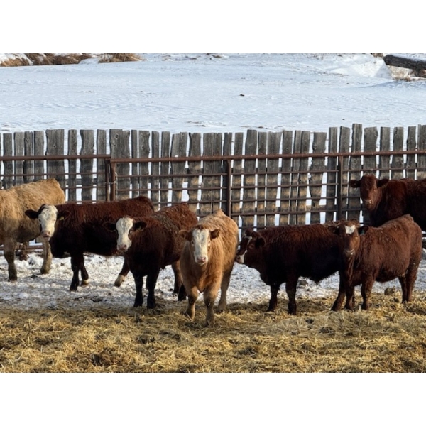Monty & Jason Hollingsworth - 800# January Delivery Steers - 45 Head (Rimbey, AB)