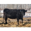 Image 6 : Double X Management - 46 1st - 4th Calvers (Langruth, MB)