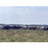 Image 5 : Kropelnicki Bros. - 800# September Delivery Grass Heifers - 78 Head (Sifton, MB)