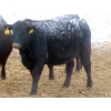 Image 7 : Little Rainbow Ranch - 22 Black & BBF Simm X Angus April/May Calving Bred Heifers (Moosomin, SK)