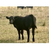 Image 10 : Thurston Newall Farms - 580# Steer Calves - 105 Head (Nightingale, AB)