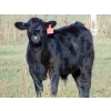 Image 5 : Ray Torkelson - 580# Steer Calves - 107 Head (Millicent, AB)