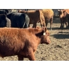 Image 6 : Caseley Farms - 785# May Delivery Steers - 70 Head (Coronation, AB)