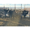 Image 3 : Fox Cattle Co. - 8 Bred Heifers (Pen 515B)
