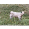 Image 10 : Circus Coulee Cattle (Robert & Jordy Hoff) - 565# November Steer Calves - 95 Head (Dorothy, AB)