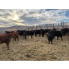 Image 5 : Lowe Ranches - 706# March Delivery Heifers - 54 Head (Nanton, AB)