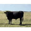Image 5 : Wyatt & Meg Isaacson - 950# Sept/Oct Delivery Grass Steers - 260 Head (Killdeer, SK)
